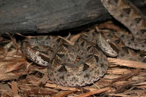 Malajščina shchyamior - edini predstavnik vrste Malajščina shchyamior - edini predstavnik vrste